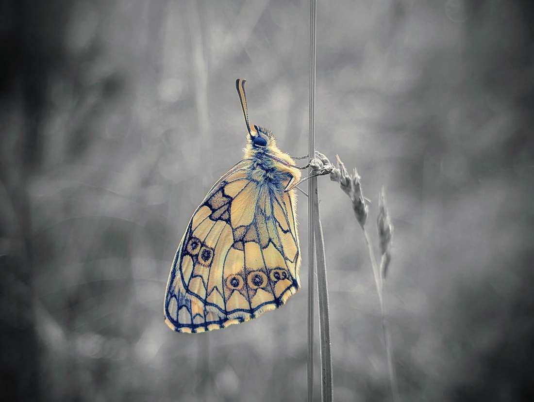 Ideal Multimarcas